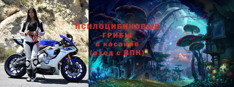 даркнет сайт  Верхний Тагил  Галлюциногенные грибы Psilocybe 